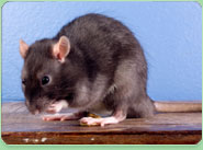 rat control Haywards Heath