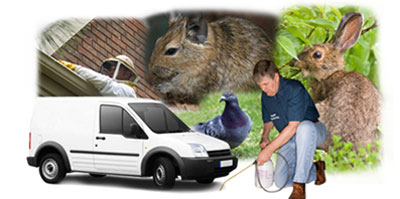 Haywards Heath local van